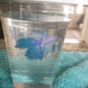 Meet your Posher, Kaylea